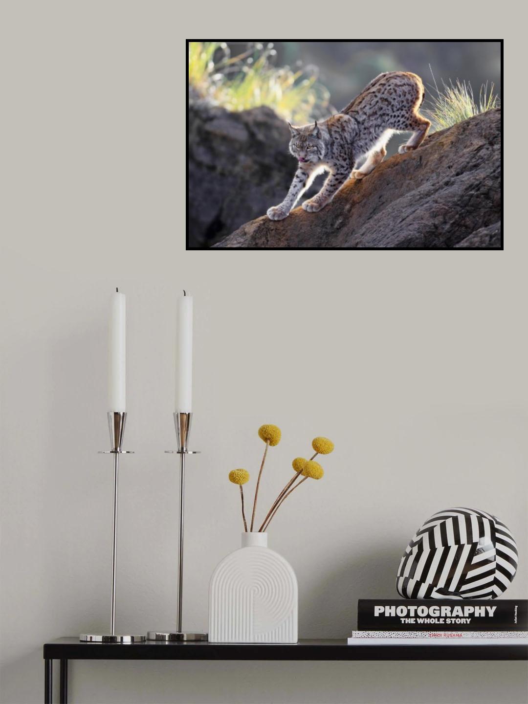 Lynx at Sunset Poster och Canvastavla
