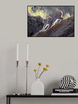 Lynx at Sunset Poster och Canvastavla
