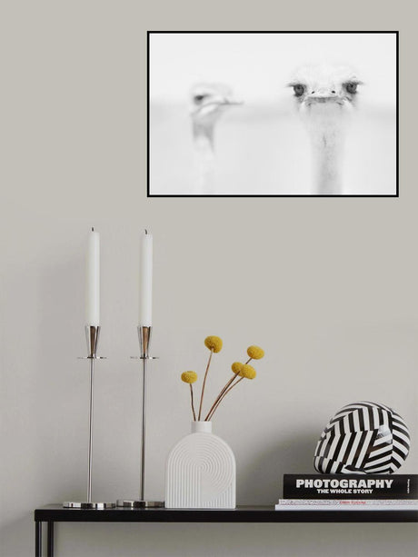 Funny ostrich Poster och Canvastavla
