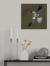 White Tailed Kite Poster och Canvastavla