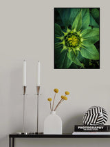 Sunflower ready to bloom Poster och Canvastavla