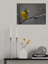 Evening Grosbeak Poster och Canvastavla