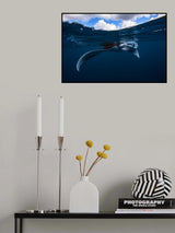 Manta ray Poster och Canvastavla