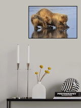 Mother and Cub Clamming Poster och Canvastavla