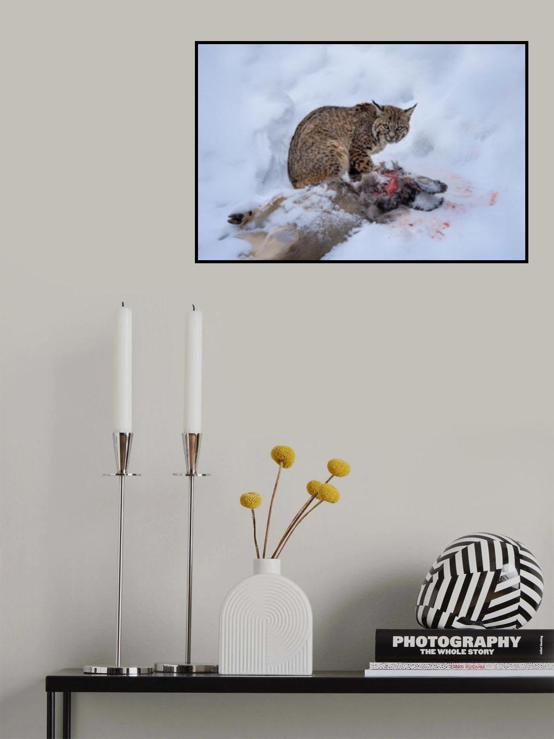 bobcat Poster och Canvastavla