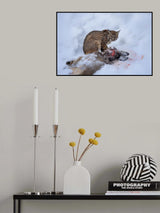 bobcat Poster och Canvastavla