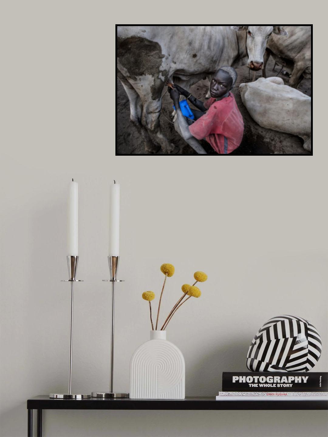 Mundari boy milking a cow - South Sudan Poster och Canvastavla