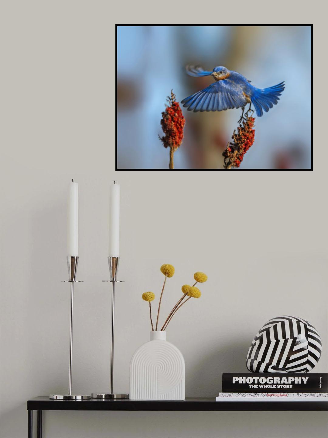 Eastern Bluebird-1 Poster och Canvastavla