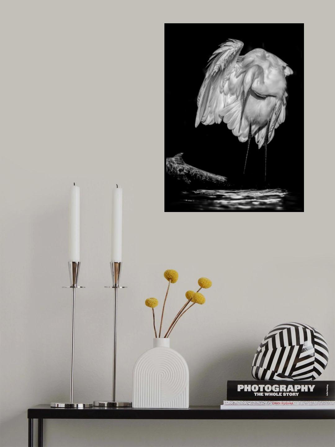 Great White Egret Poster och Canvastavla