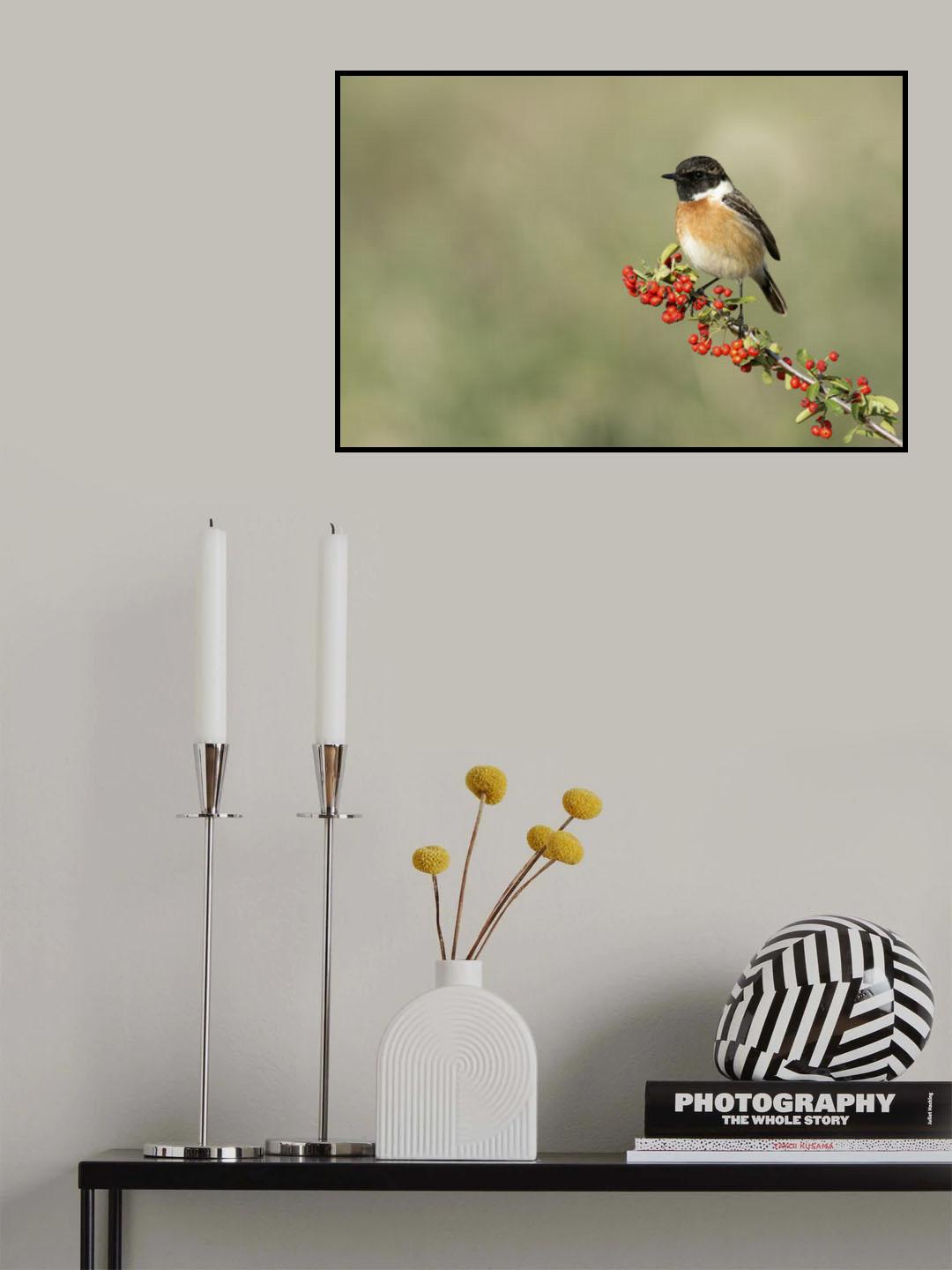 Saxicola rubicola Poster och Canvastavla