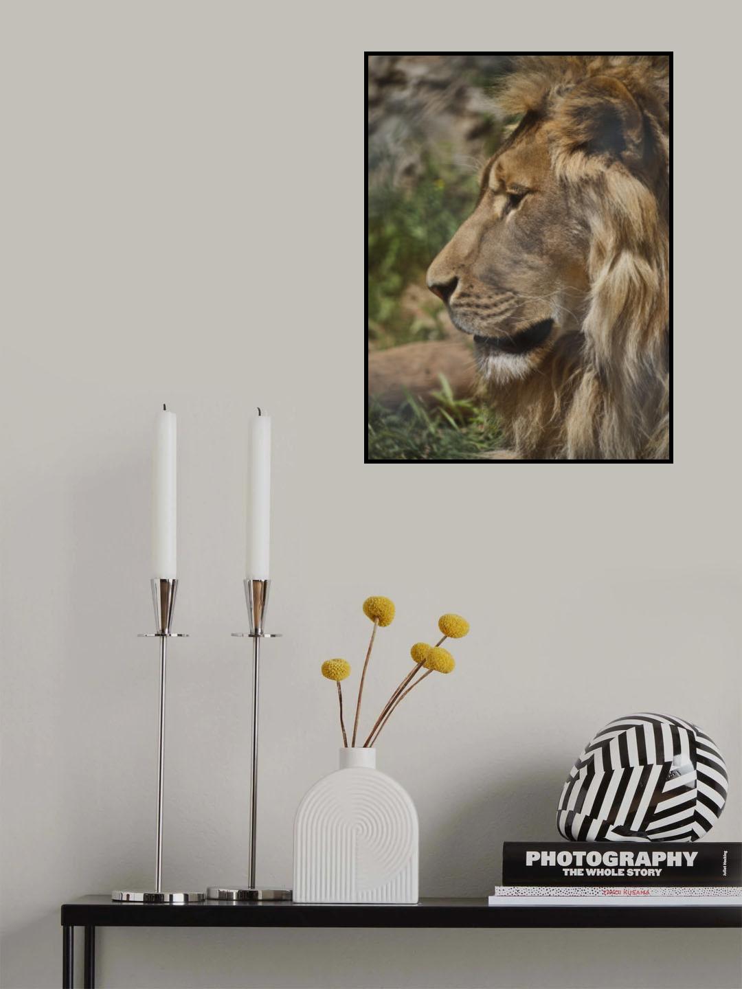 Portrait of a beautiful lion Poster och Canvastavla