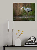 Splashing Poster och Canvastavla