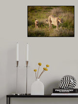 Follow me... Poster och Canvastavla