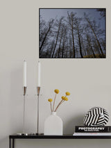 image of a forest after a fire Poster och Canvastavla