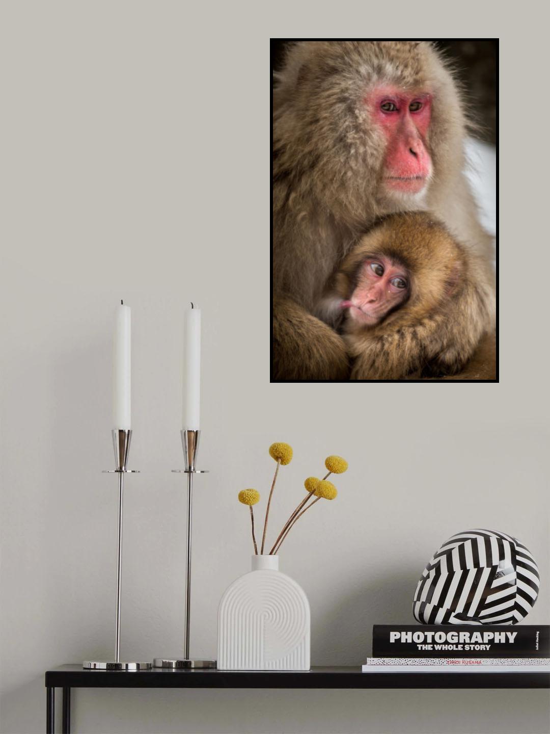 Curious baby monkey Poster och Canvastavla