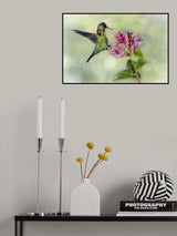 Hummingbird From Costa Rica Poster och Canvastavla