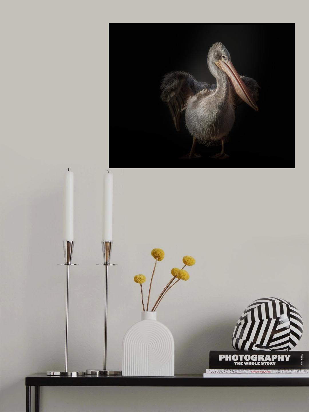 pelican Poster och Canvastavla