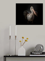 pelican Poster och Canvastavla