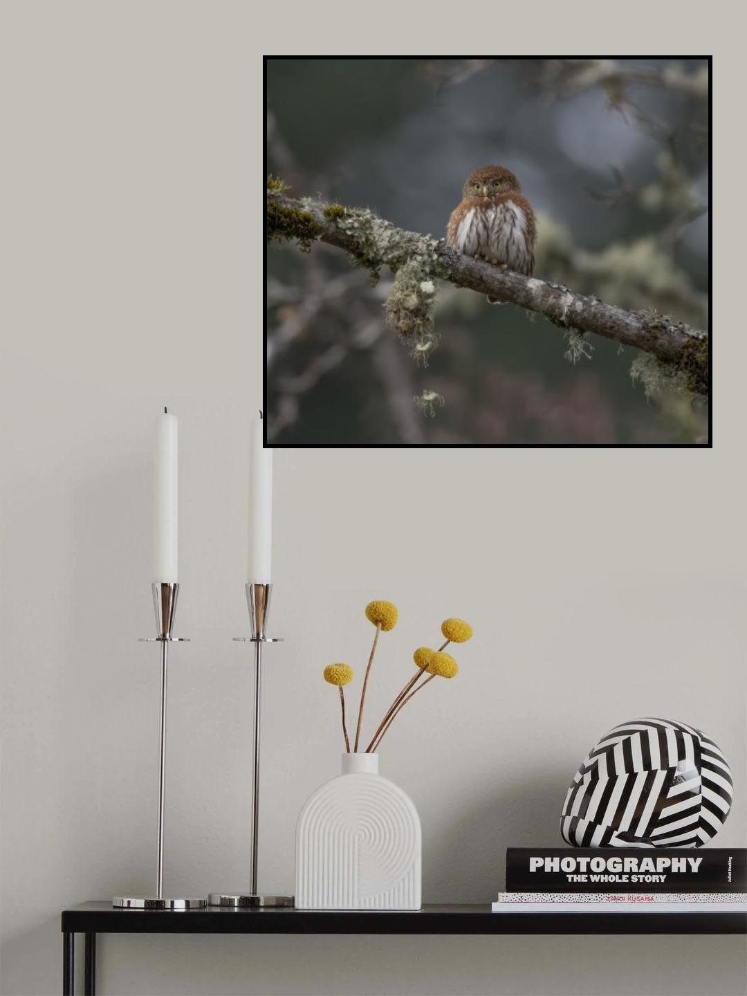 northern pygmy owl Poster och Canvastavla