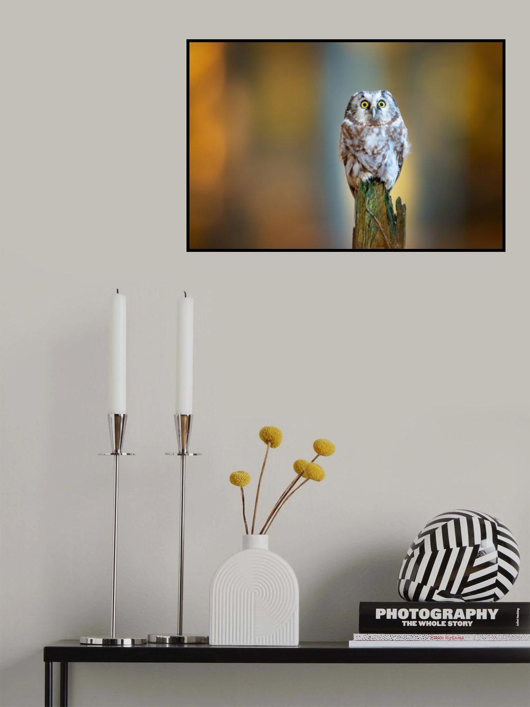 Boreal owl Poster och Canvastavla