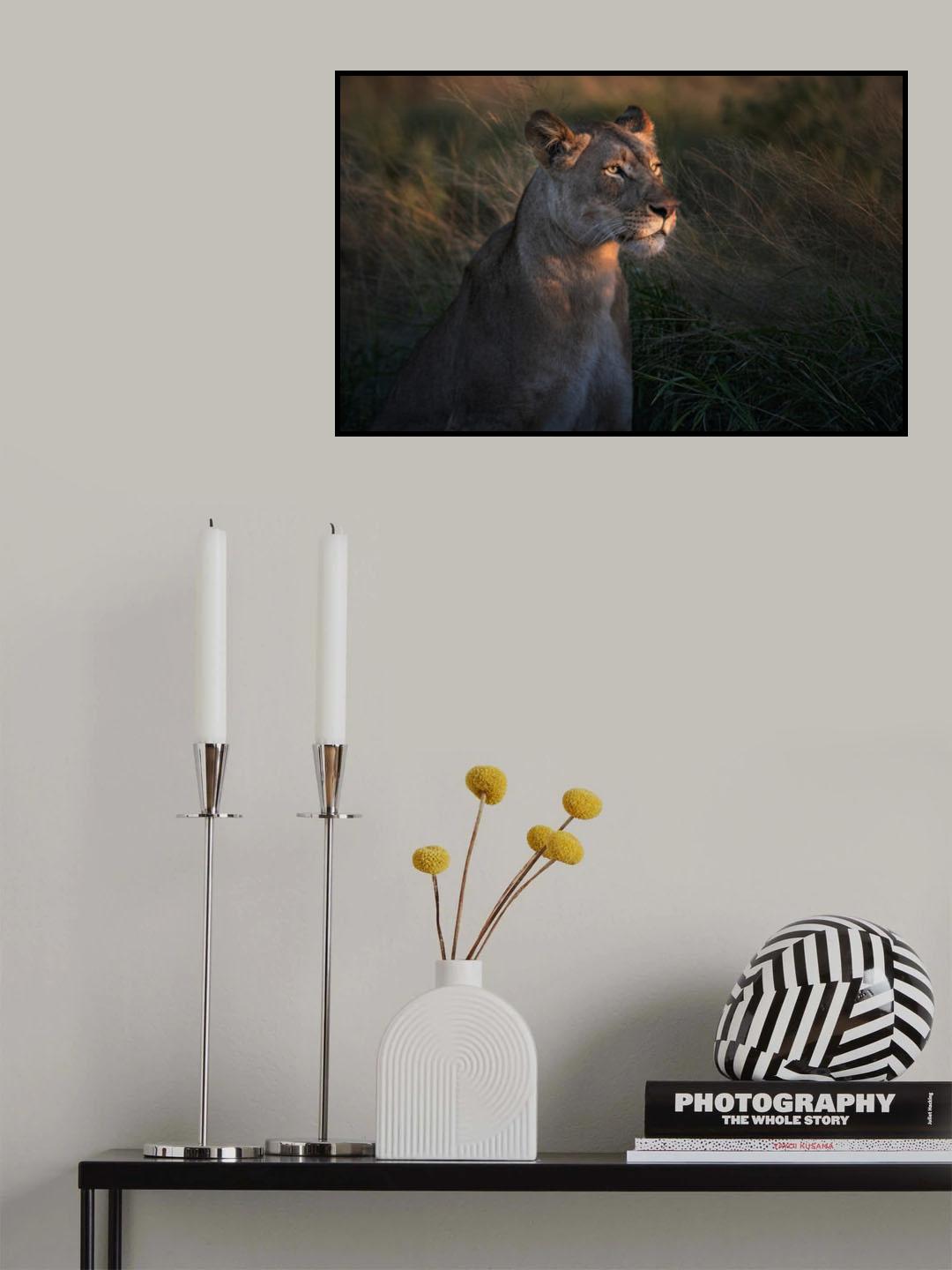 Lioness at first day ligth Poster och Canvastavla