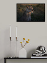 Lioness at first day ligth Poster och Canvastavla