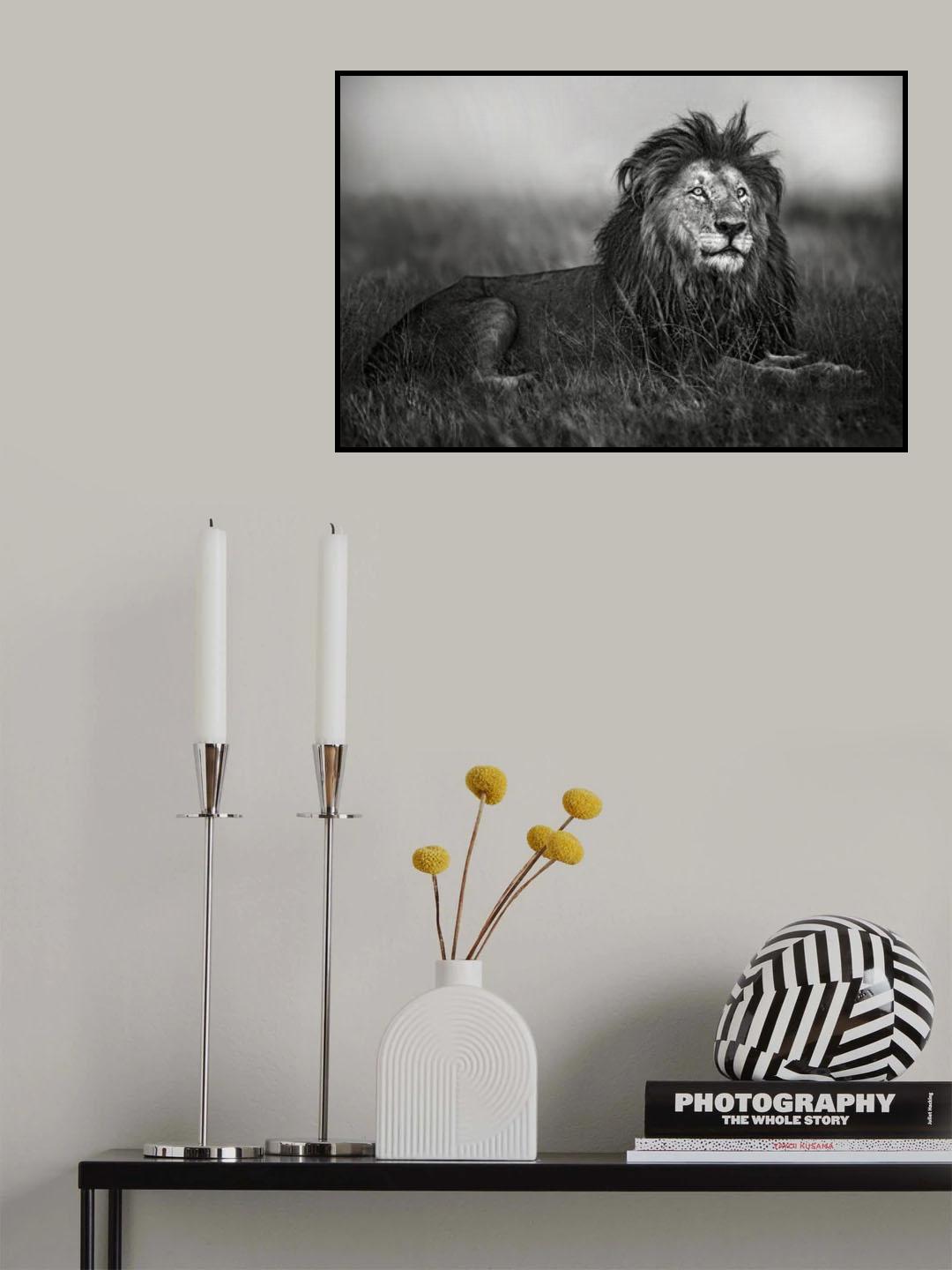 A legend of Masai Mara Poster och Canvastavla
