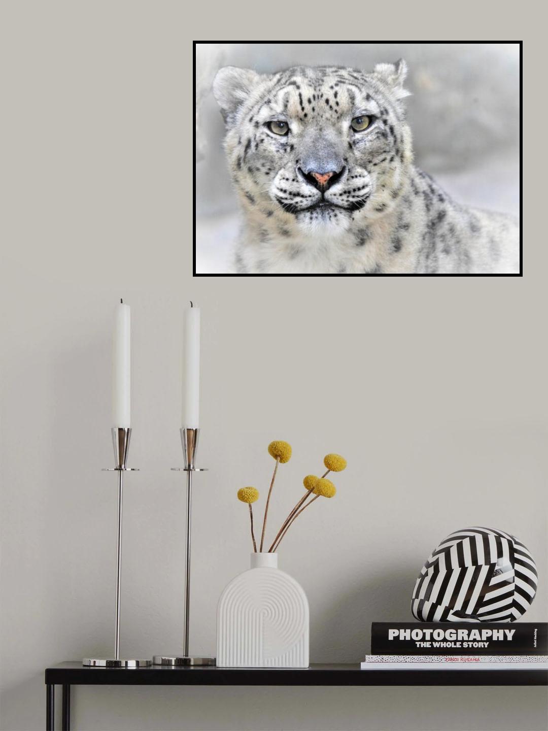 Snow leopard Poster och Canvastavla