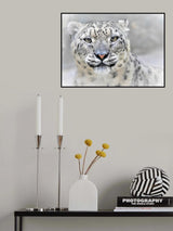 Snow leopard Poster och Canvastavla