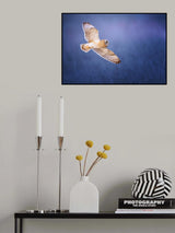 Short-eared Owl Poster och Canvastavla