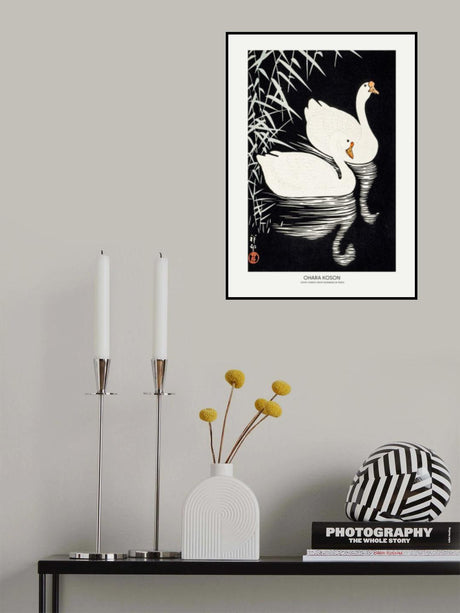 White Chinese Geese Swimming by Reeds Poster och Canvastavla