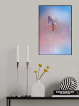 Lycaena tityrus Poster och Canvastavla