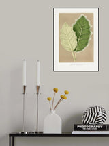 Green Solanum Marginatum Leaf Illustration Poster och Canvastavla