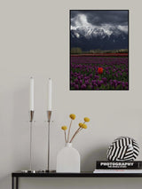 Tulip in Vancouver, Canada Poster och Canvastavla