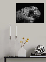 Pounce Poster och Canvastavla