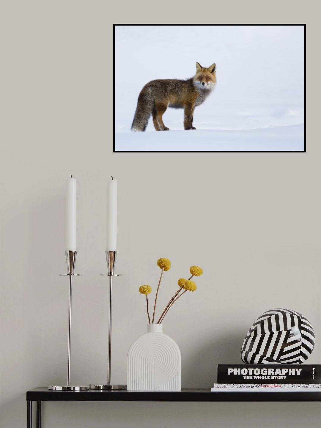 Red fox Poster och Canvastavla
