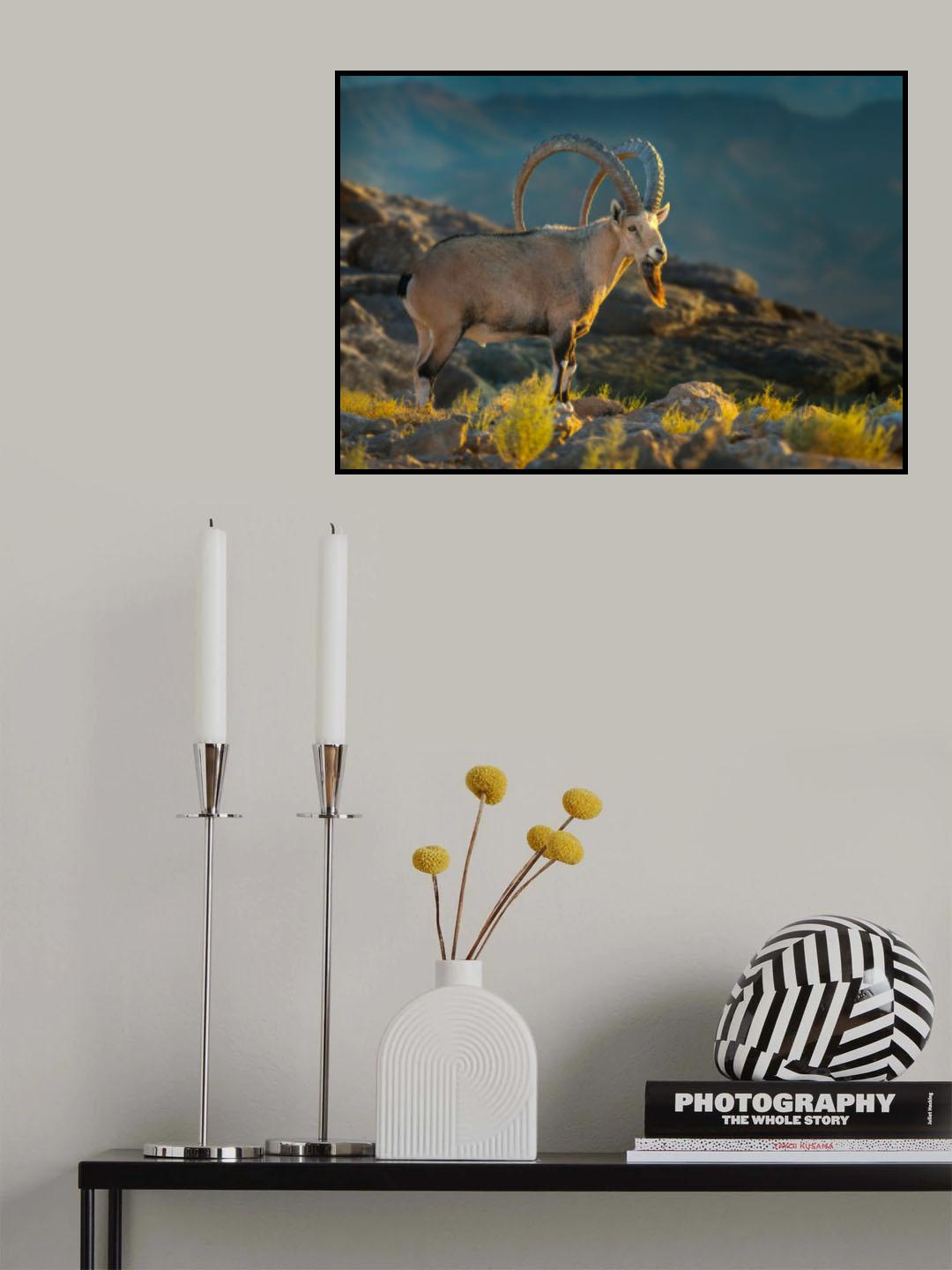 Nubian ibex - on the cliffs of Ramon Crater. Poster och Canvastavla