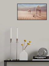 Camels Trip Poster och Canvastavla