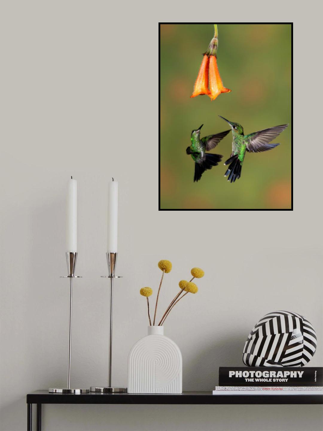 A pair of Green-crowned Brilliant Hummingbirds Poster och Canvastavla