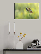 Boloria selene Poster och Canvastavla