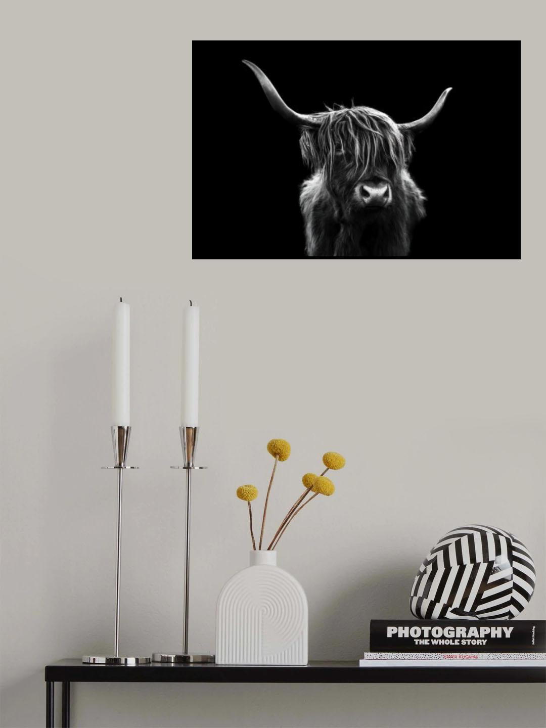 Long hair cattle Poster och Canvastavla