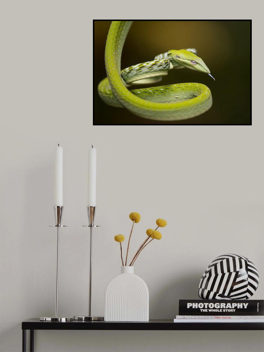 Ahaetulla prasina Poster och Canvastavla