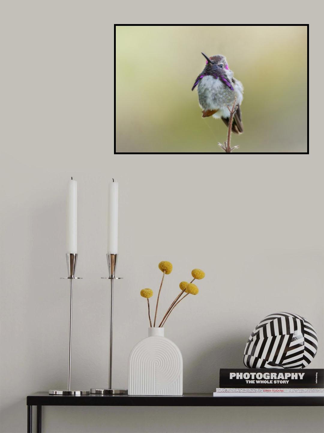 Costa's Hummingbird Standing Poster och Canvastavla