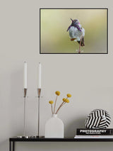 Costa's Hummingbird Standing Poster och Canvastavla