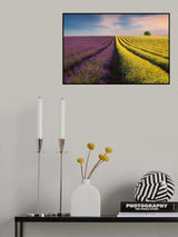 Violyellow Poster och Canvastavla