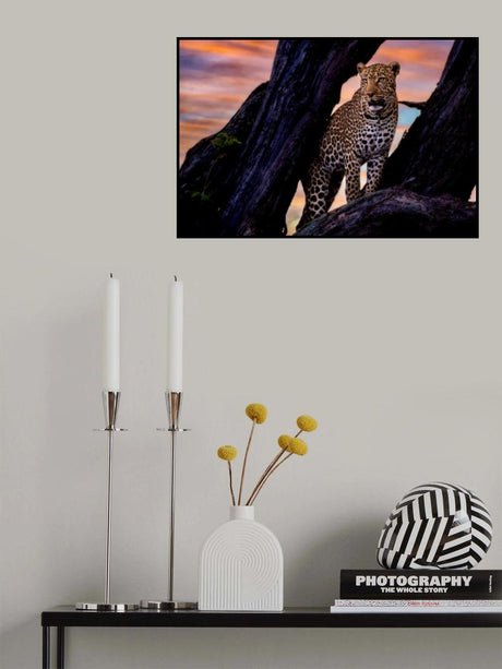 Leopard on the tree Poster och Canvastavla