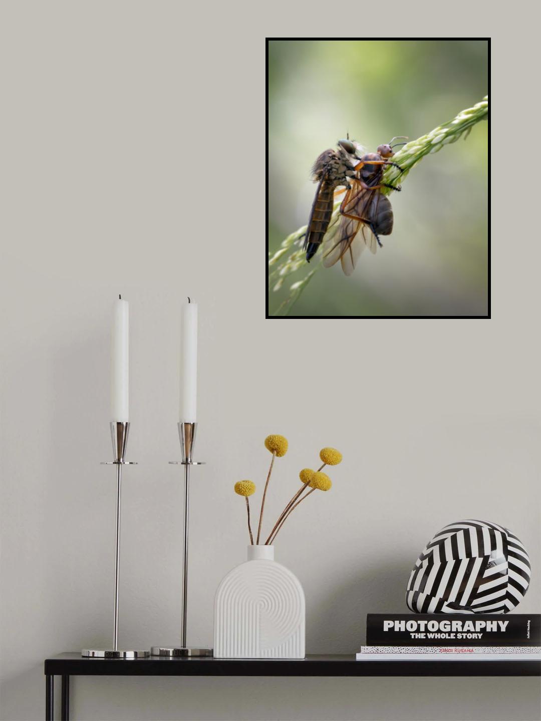 Asilidae and Its Prey Poster och Canvastavla