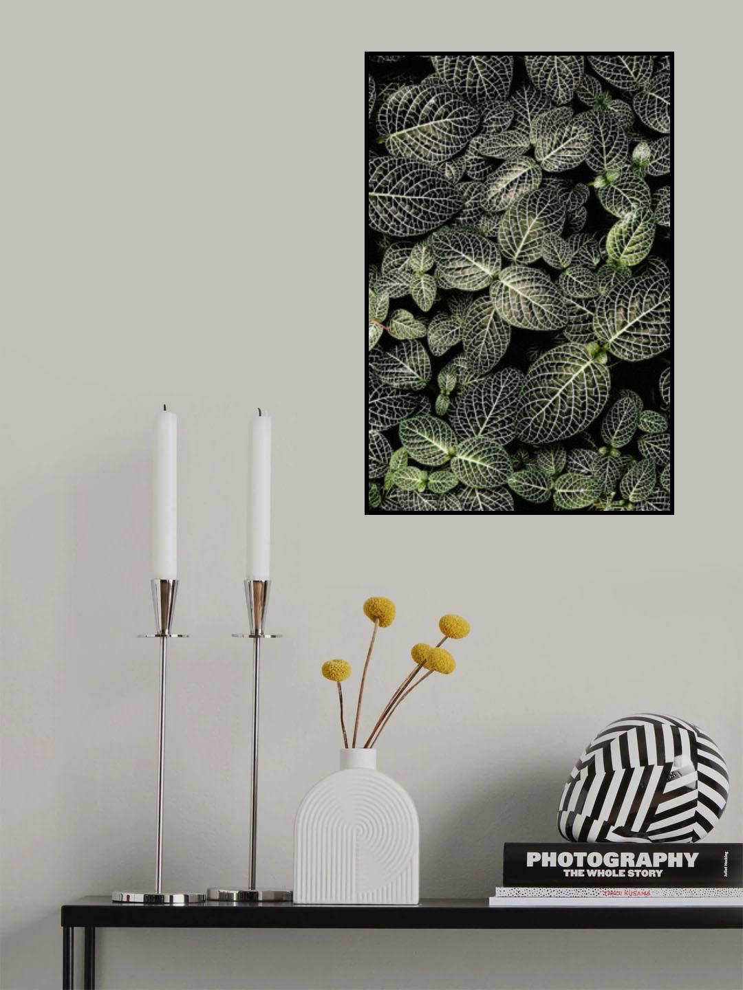 Fittonia Poster och Canvastavla