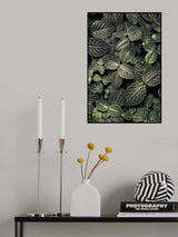 Fittonia Poster och Canvastavla