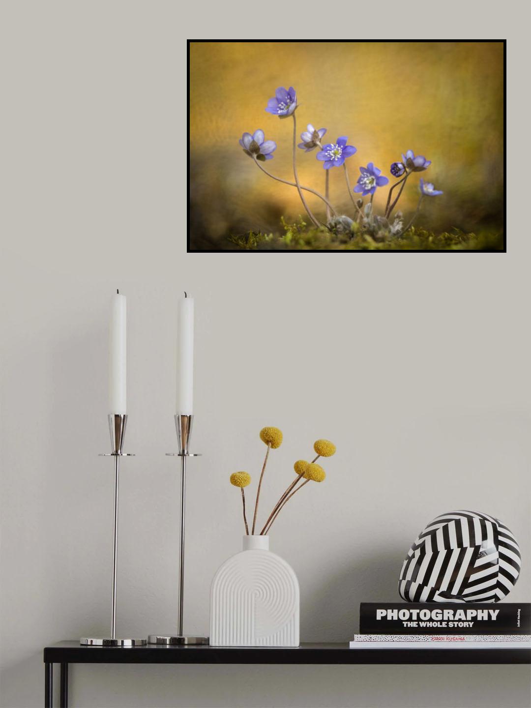 Hepatica nobilis flower Poster och Canvastavla